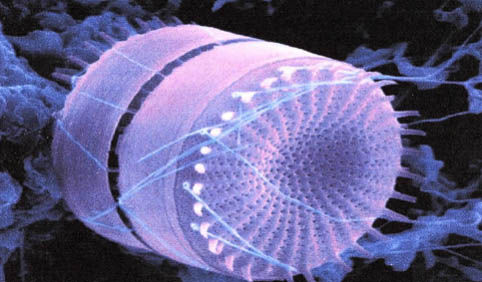 Shape of Diatom